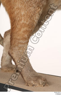 Asian golden cat Catopuma Temminckii leg 0013.jpg